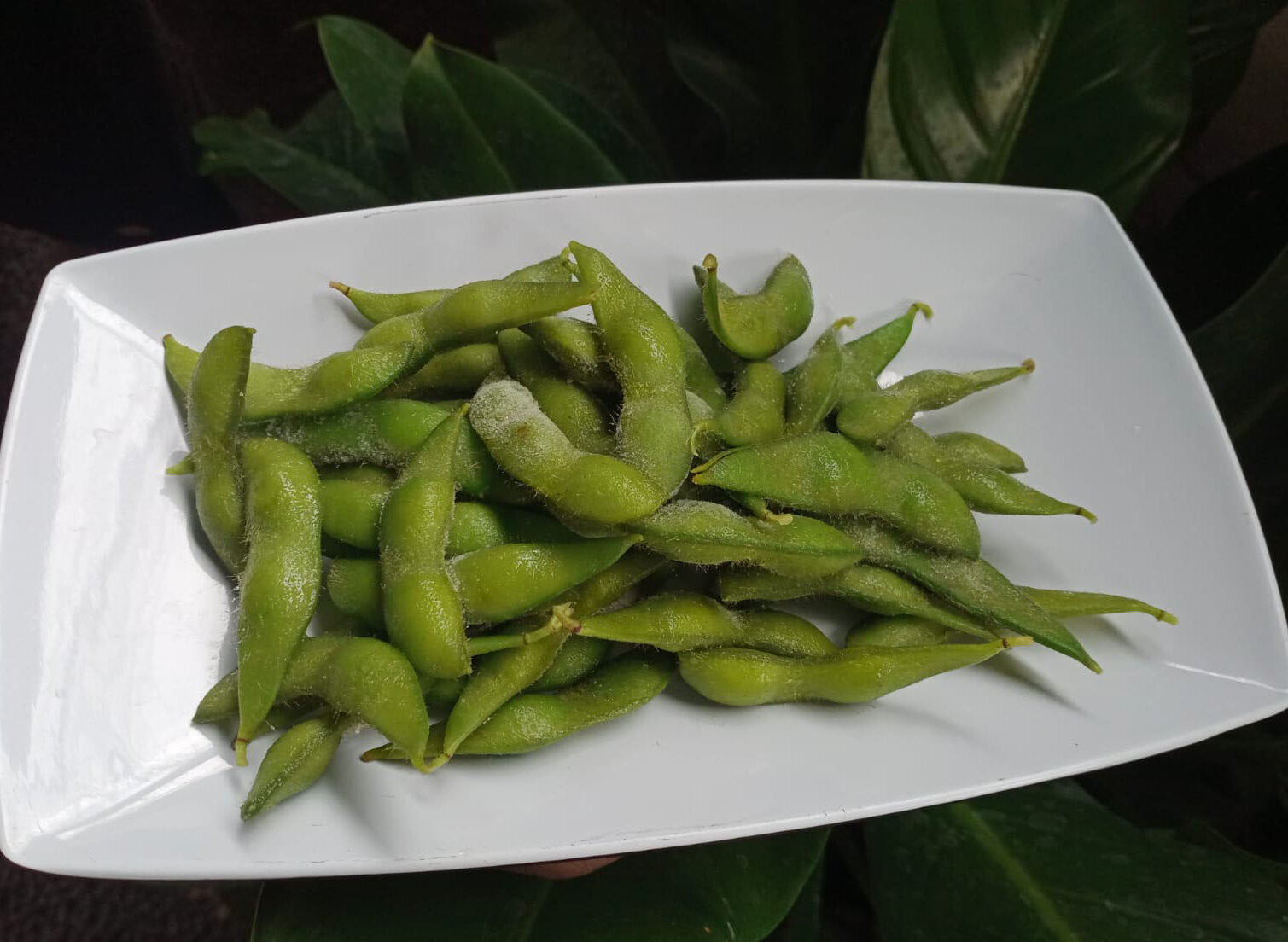 The Journey of Edamame & Mukimame by PT Tagani Sukses Makmur